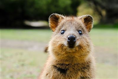 Quokka auf Rottnest Island
